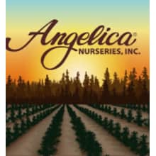 Angelica Nurseries Inc. 