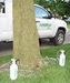 Arborjet - Tree Injection Technology - 