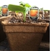 CowPots -- Biodegradable, Plantable Pot - 
