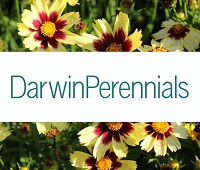 Darwin Perennials -- Bare Root, Liners, Unrooted Cuttings 