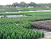 May Nursery, Inc -- Wholesale Plant Growers - 