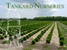Tankard Nurseries  - 